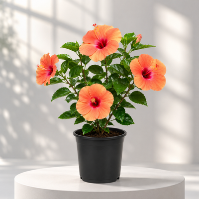 Flowering Plants