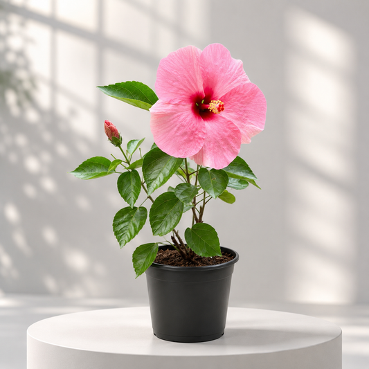 Hibiscus Dearf (Hybrid) in Plastic Pot
