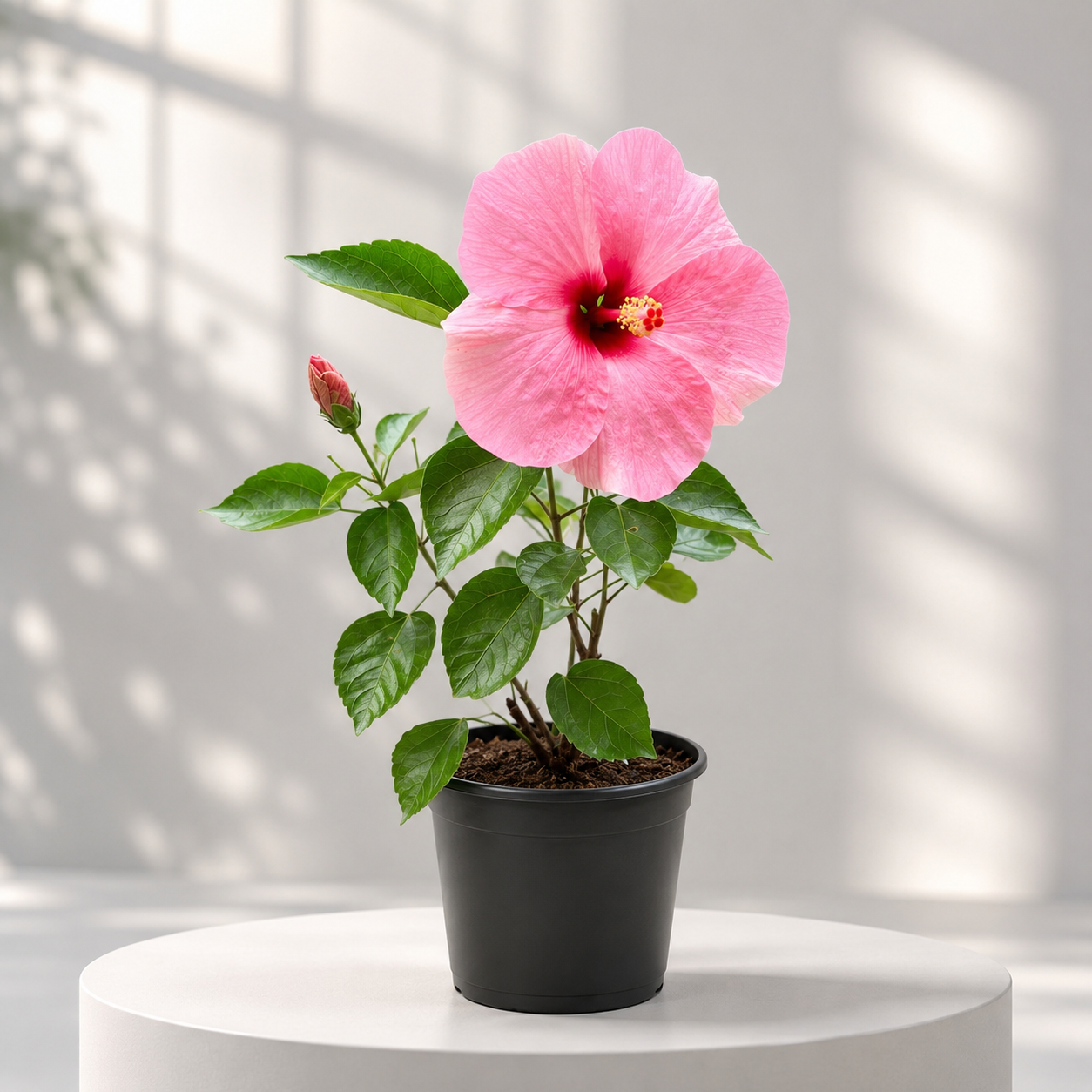 Hibiscus Dearf (Hybrid) in Plastic Pot