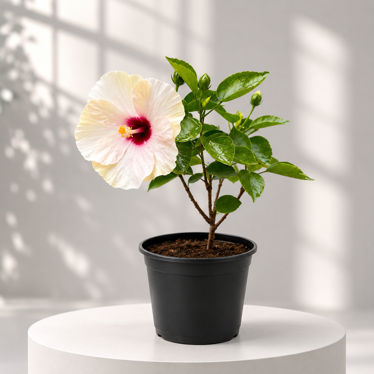 Hibiscus Dearf (Hybrid) in Plastic Pot