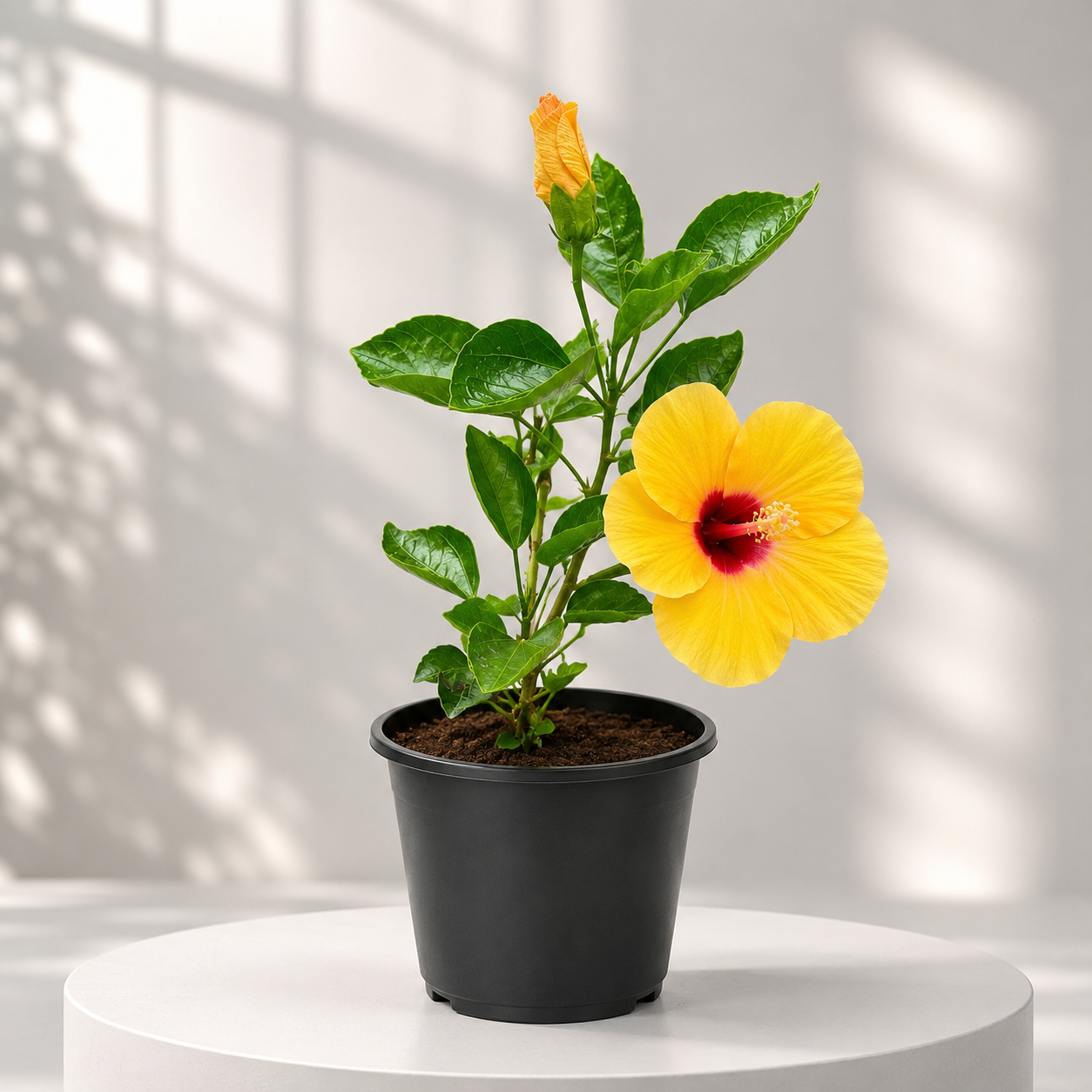 Hibiscus Dearf (Hybrid) in Plastic Pot