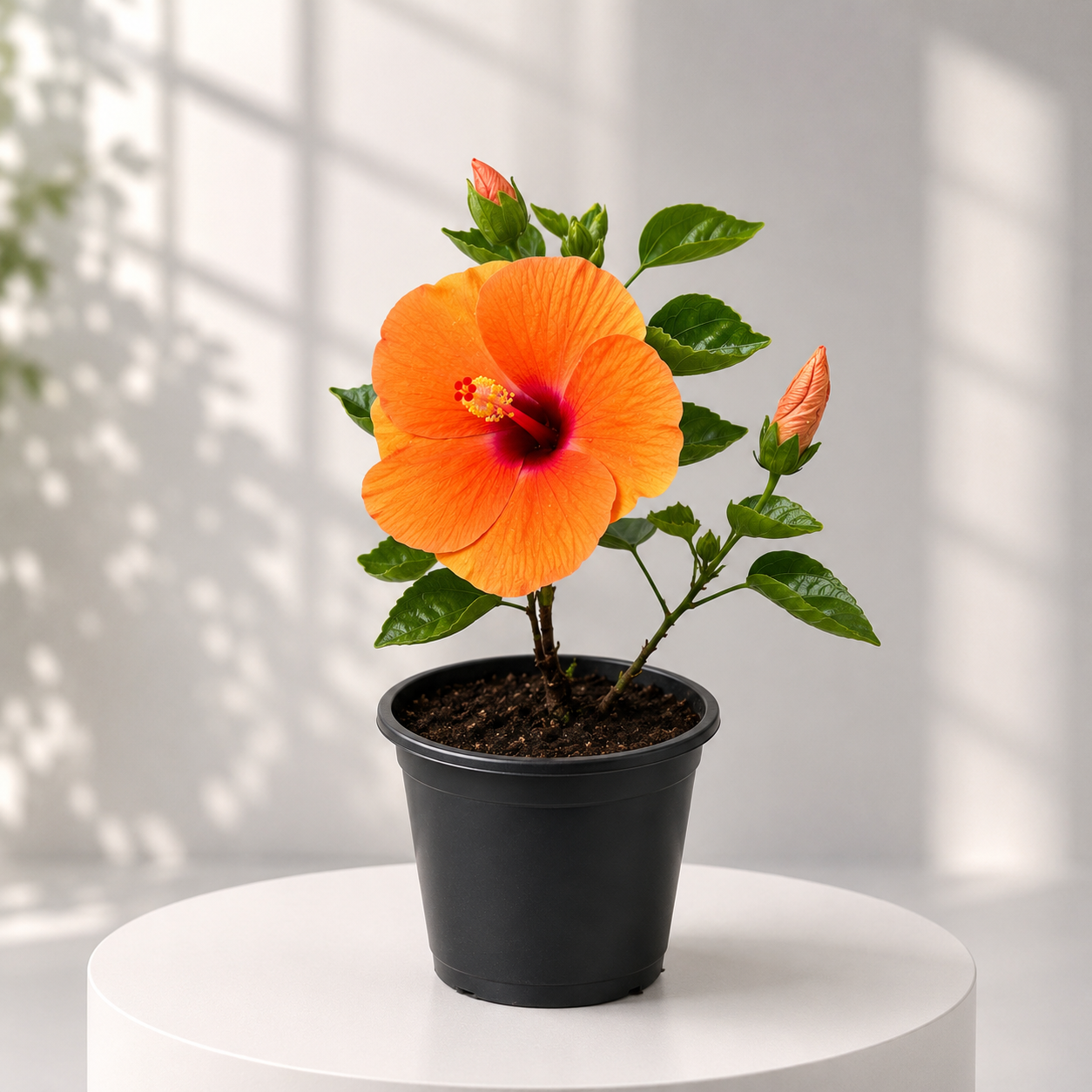 Hibiscus Dearf (Hybrid) in Plastic Pot