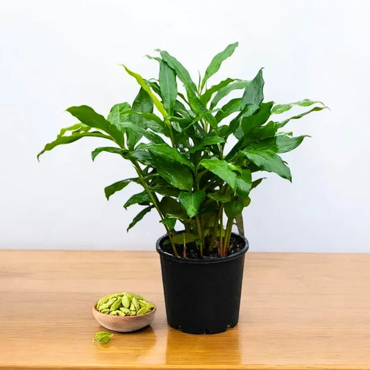 Elaichi Plant in Plastic Pot