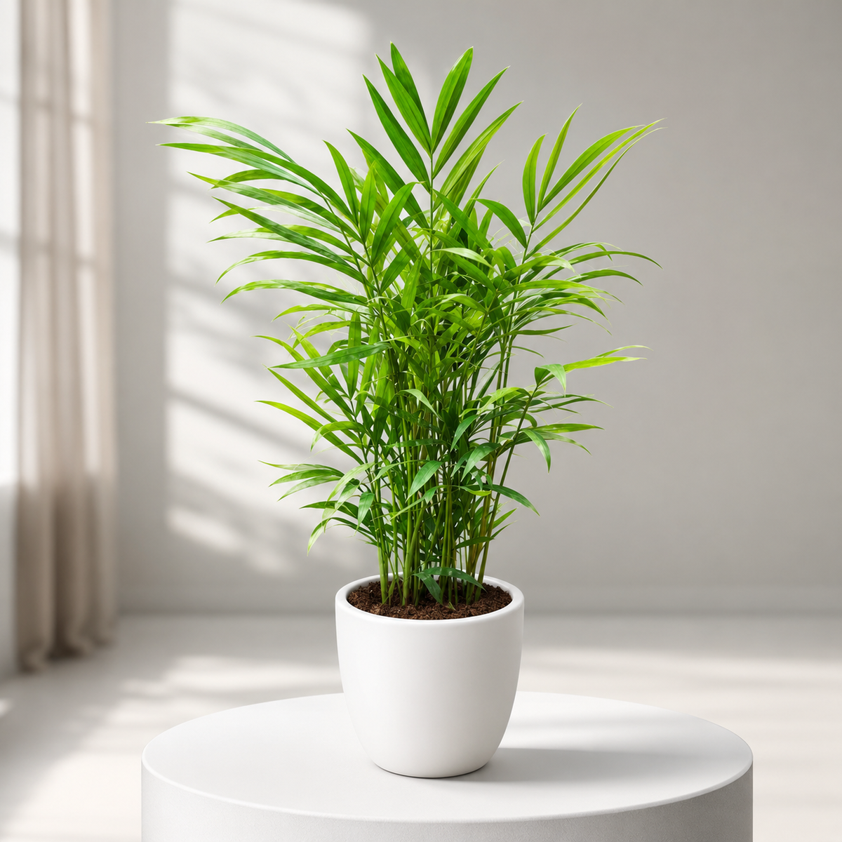 Chamaedorea Elegance (Parlor Palm) in Plastic Pot