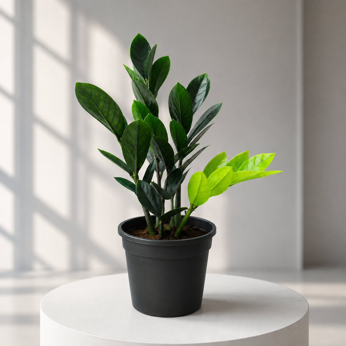 ZZ plant Black in Plastic Pot