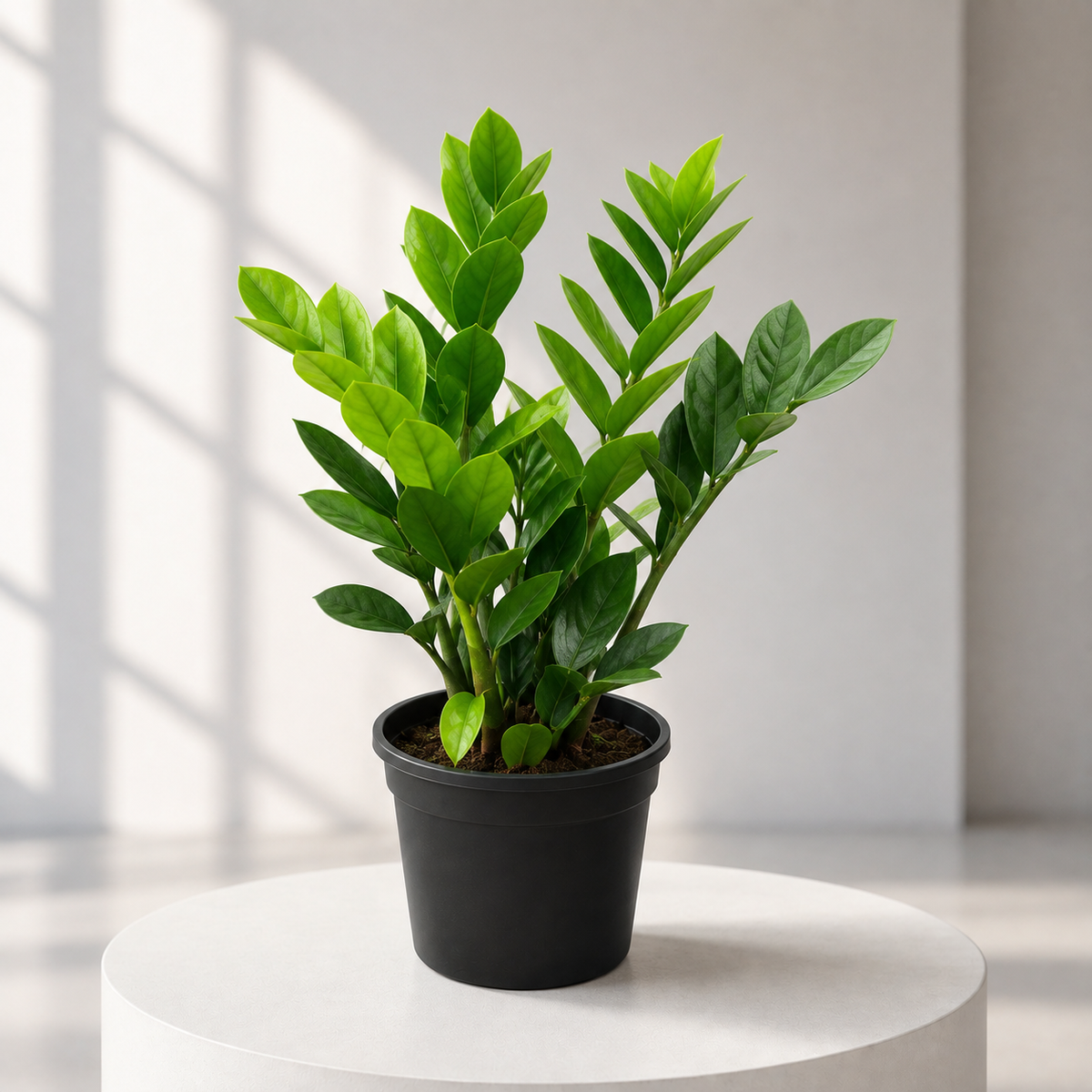 ZZ plant Green in Plastic Pot