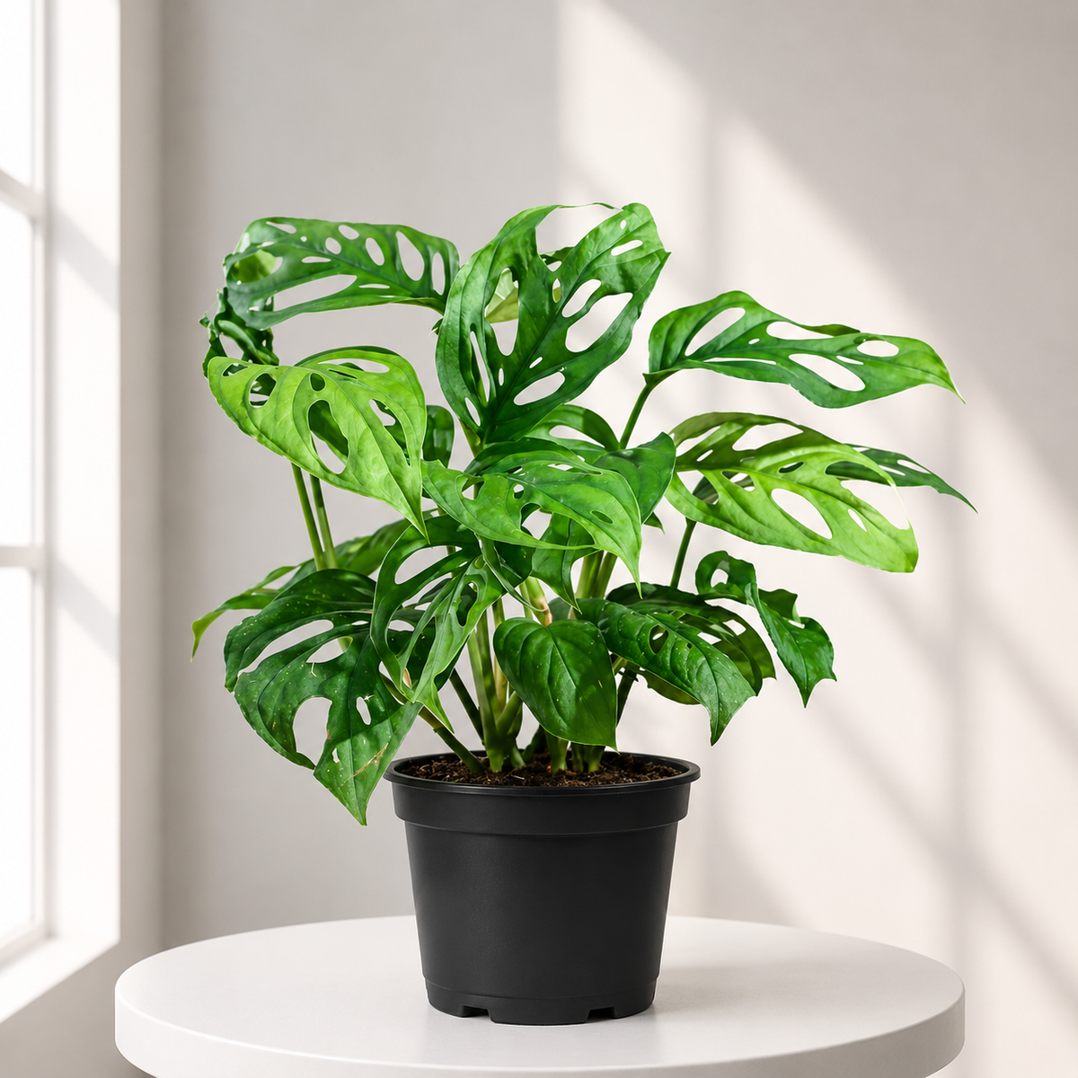 Broken Heart Plant in Plastic Pot