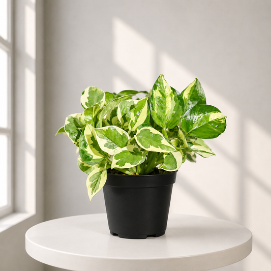 Enjoy Money Plant in Plastic Pot
