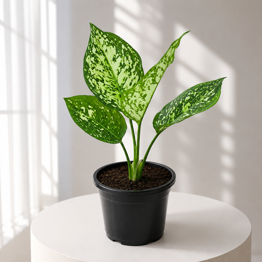 Aglonema Super White in Plastic Pot