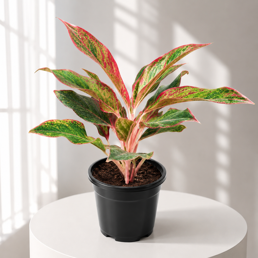 Aglaonema Lipistik in Plastic Pot