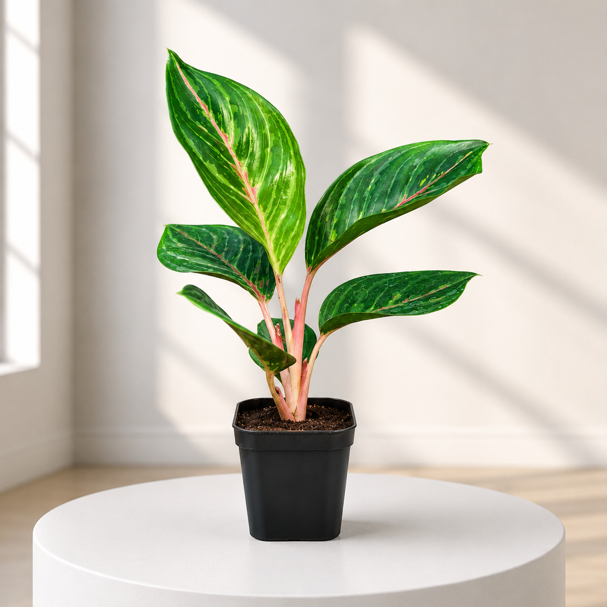 Aglaonema Moonstone Miles in Plastic Pot