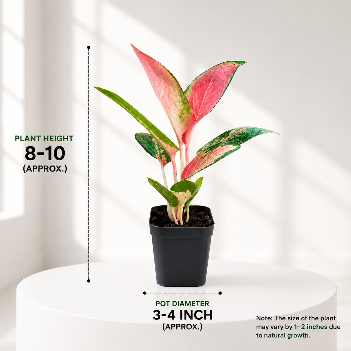 Aglonema China Red in Plastic Pot