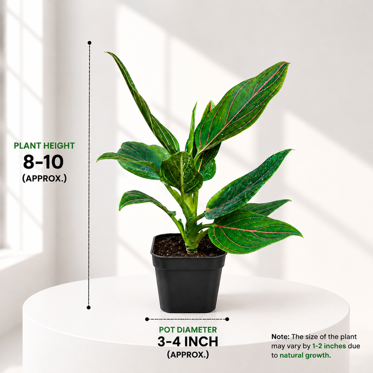 Aglaonema Red Vain in Plastic Pot