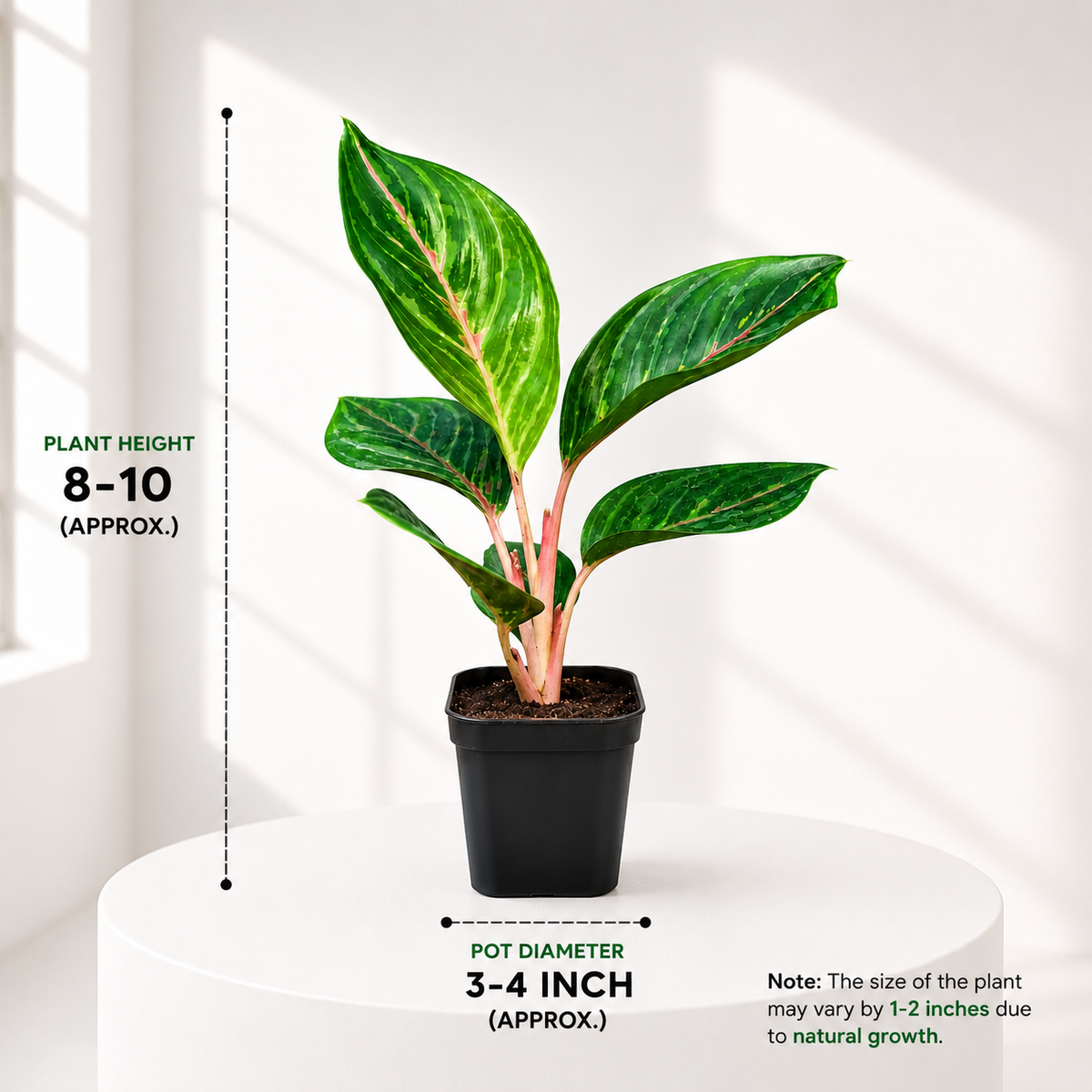 Aglaonema Moonstone Miles in Plastic Pot