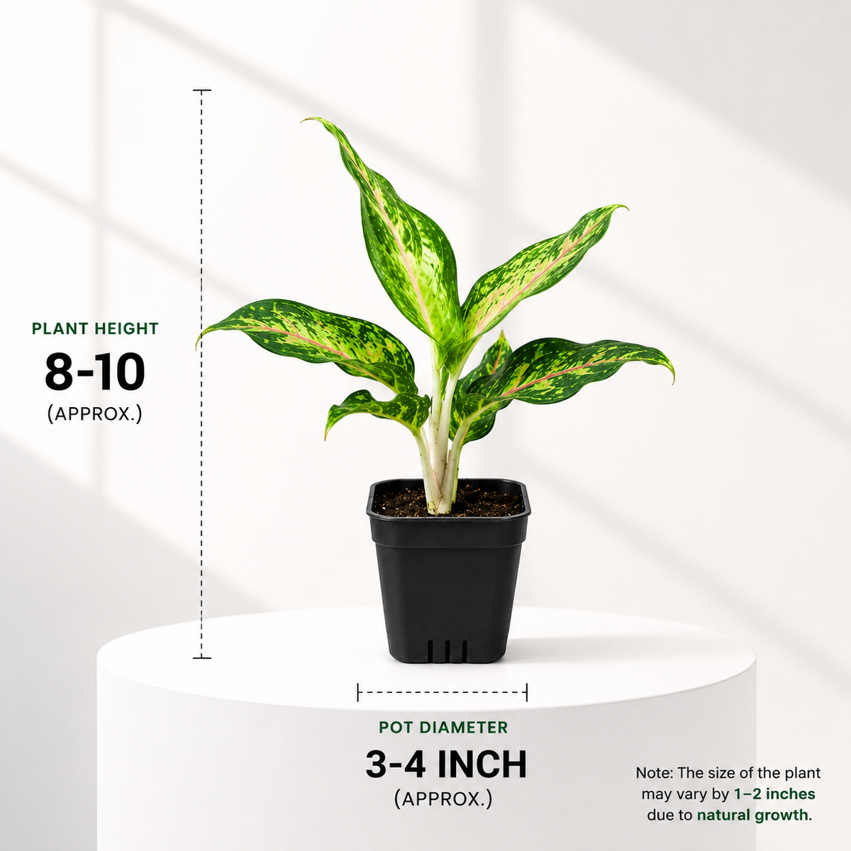 Aglaonema in Plastic Pot