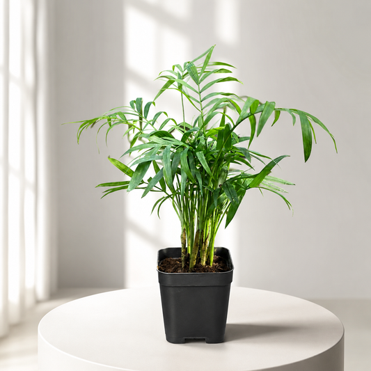 Chamaedorea Elegans Live Plant