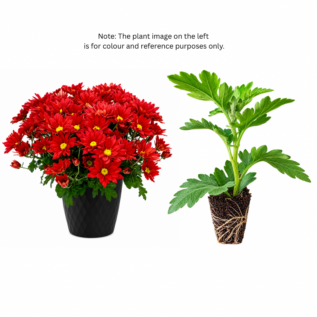 Chrysanthemum (Guldaudi) Saplings (Decorative)