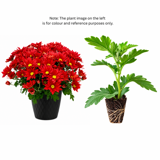 Chrysanthemum (Guldaudi) Saplings (Decorative)