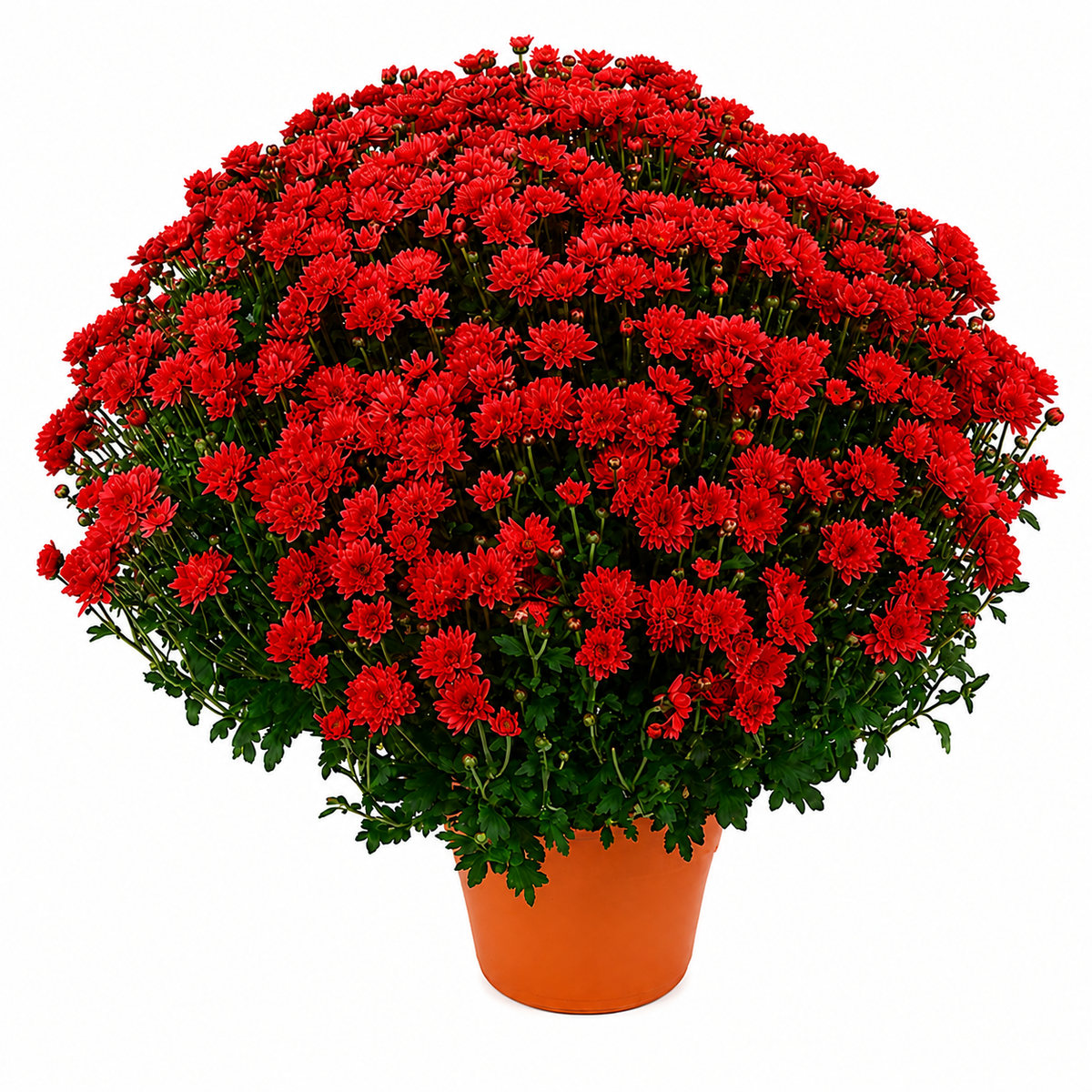 Chrysanthemum Saplings (Multiflora)
