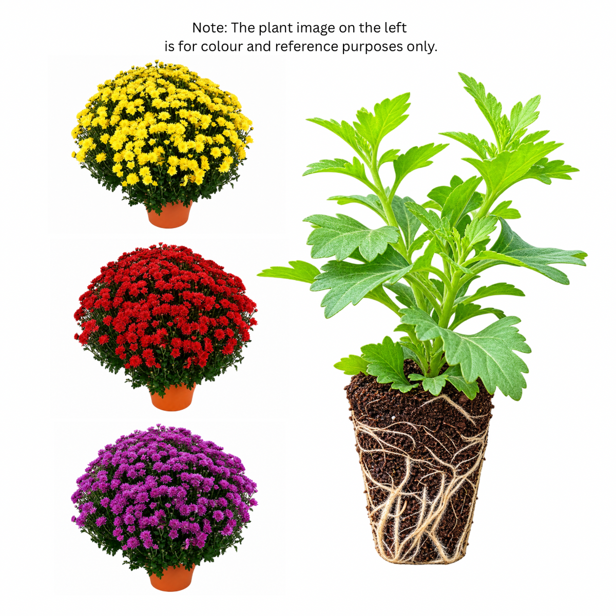 Chrysanthemum Saplings (Multiflora)