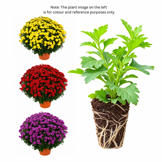 Chrysanthemum Saplings (Multiflora)