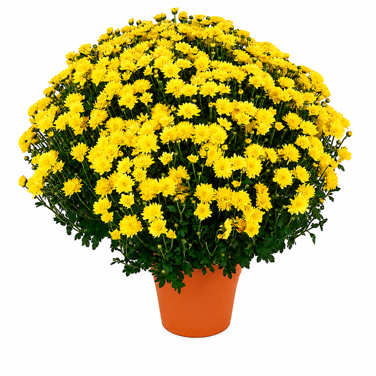 Chrysanthemum Saplings (Multiflora)