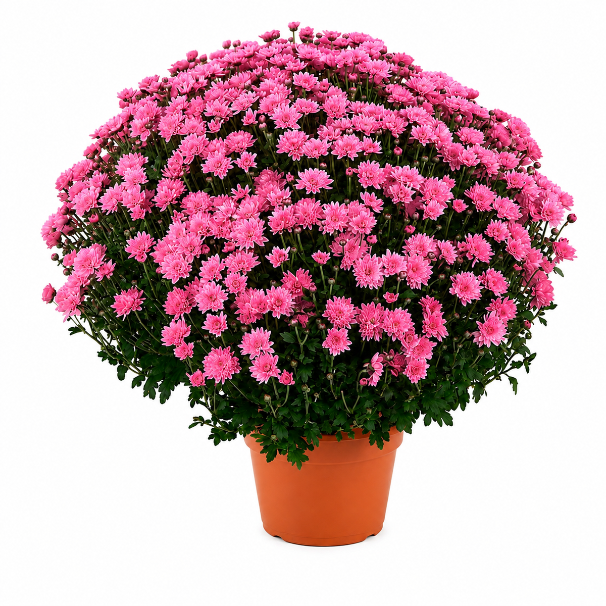 Chrysanthemum Saplings (Multiflora)