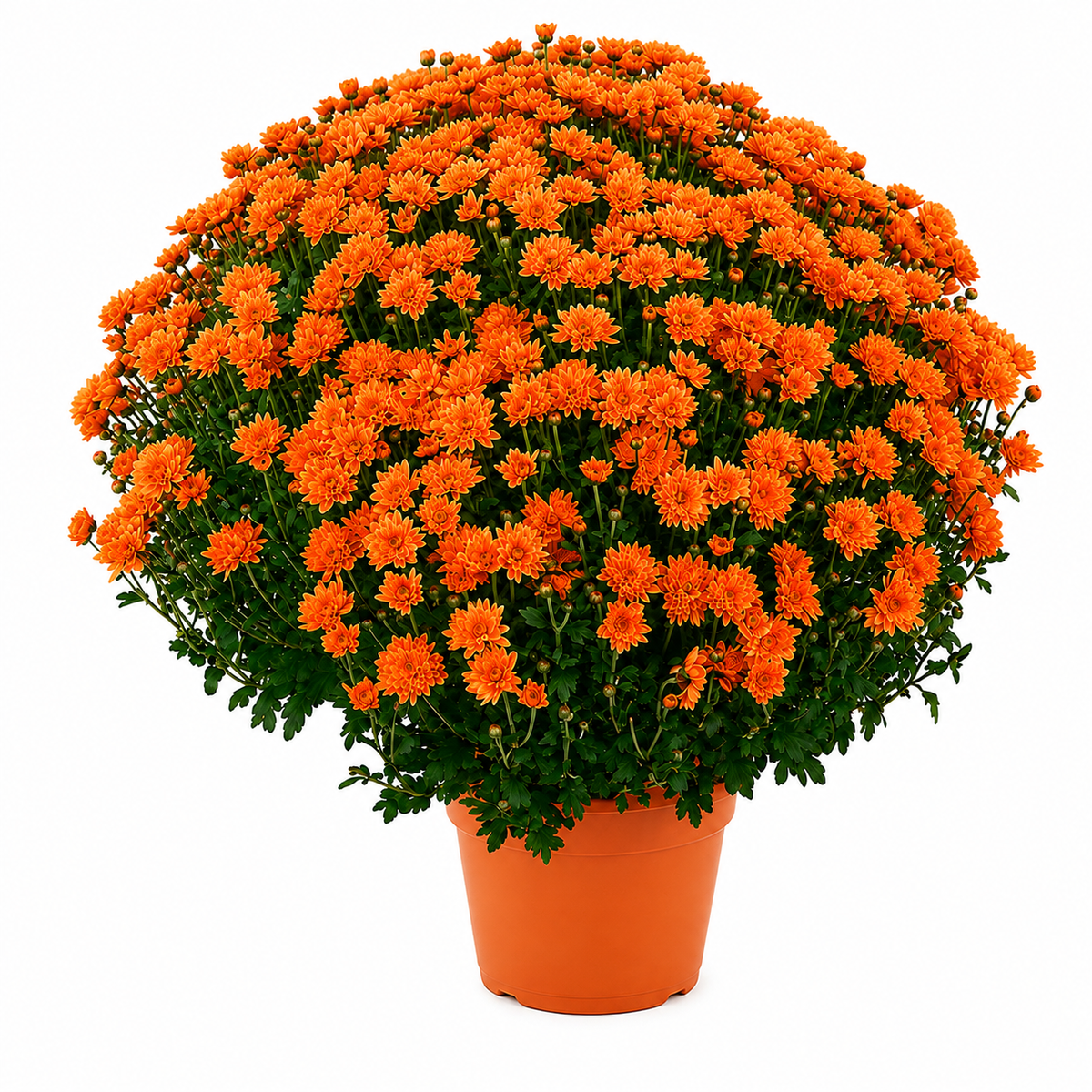Chrysanthemum Saplings (Multiflora)