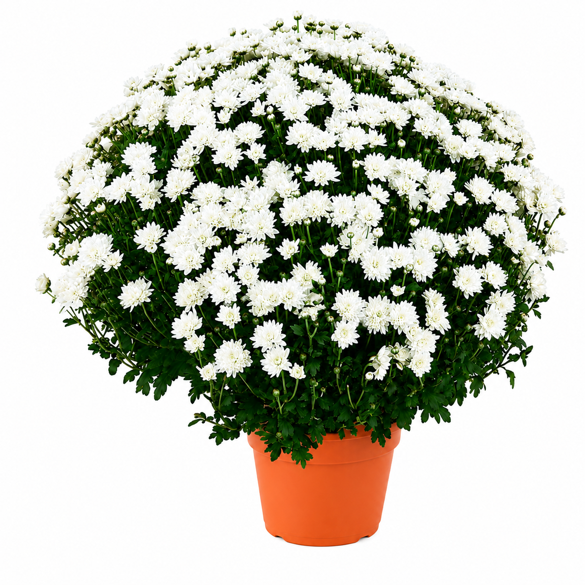 Chrysanthemum Saplings (Multiflora)