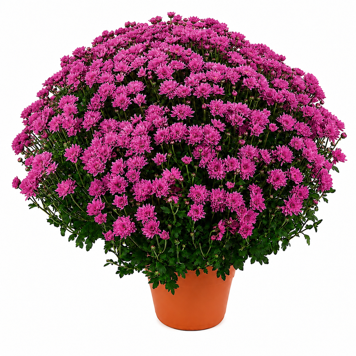 Chrysanthemum Saplings (Multiflora)