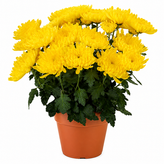 Chrysanthemum (Guldaudi) Saplings (Decorative)
