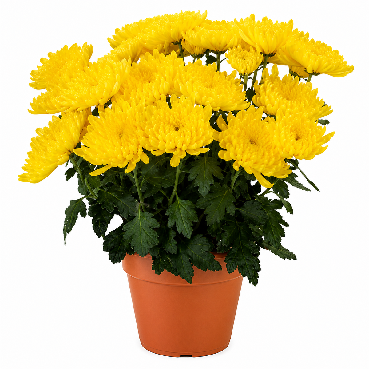 Chrysanthemum (Guldaudi) Saplings (Decorative)