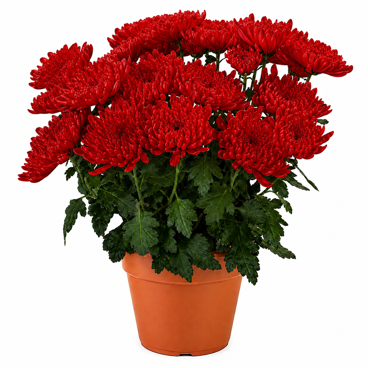 Chrysanthemum (Guldaudi) Saplings (Decorative)