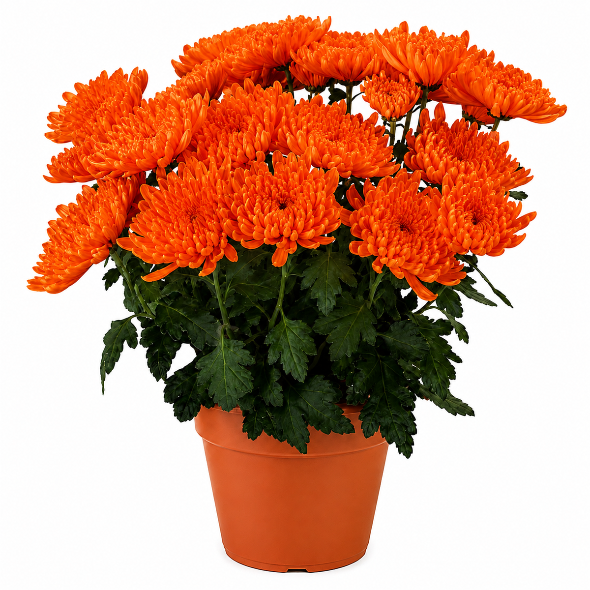 Chrysanthemum (Guldaudi) Saplings (Decorative)
