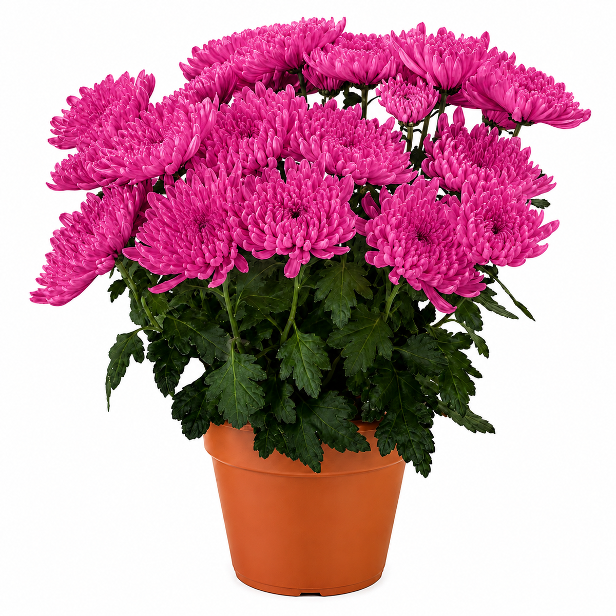 Chrysanthemum (Guldaudi) Saplings (Decorative)