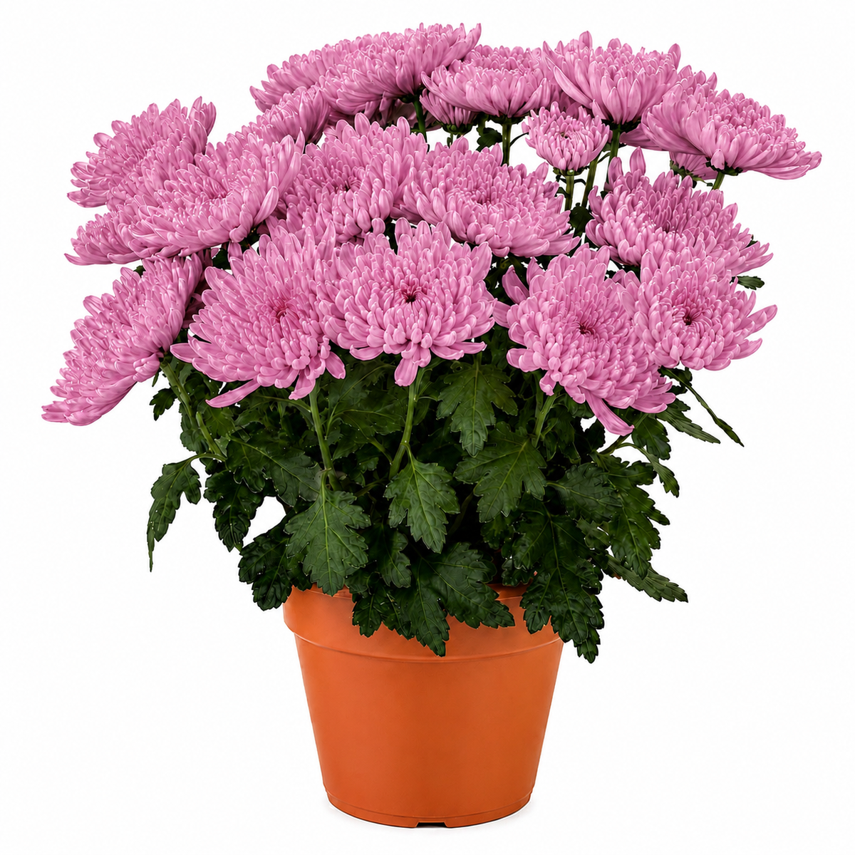Chrysanthemum (Guldaudi) Saplings (Decorative)