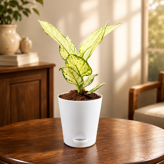 Aglonema Super White
