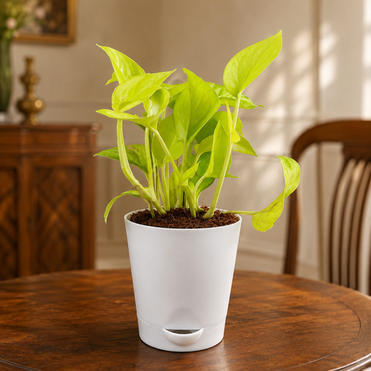 Money Plant Golden