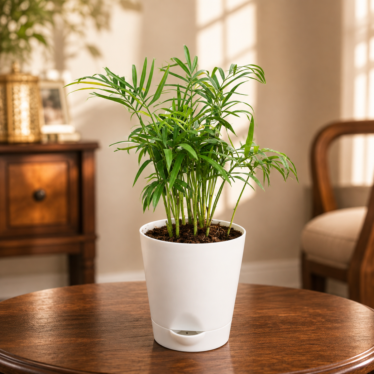 Chamaedorea Elegans Live Plant