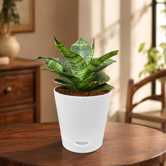 Snake plant Green Bird Nest