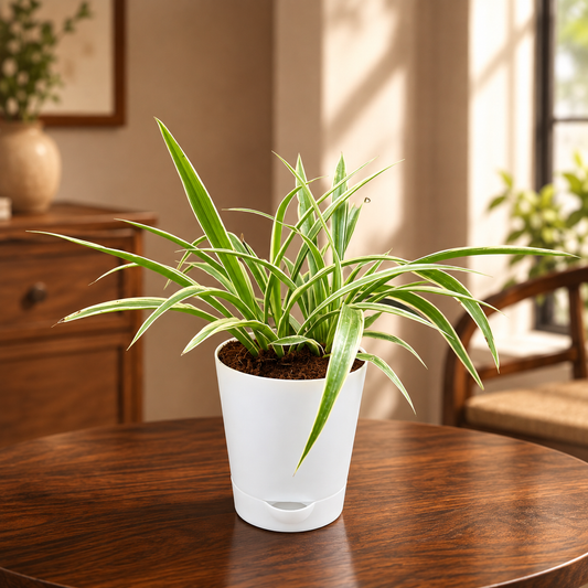 Spider plant