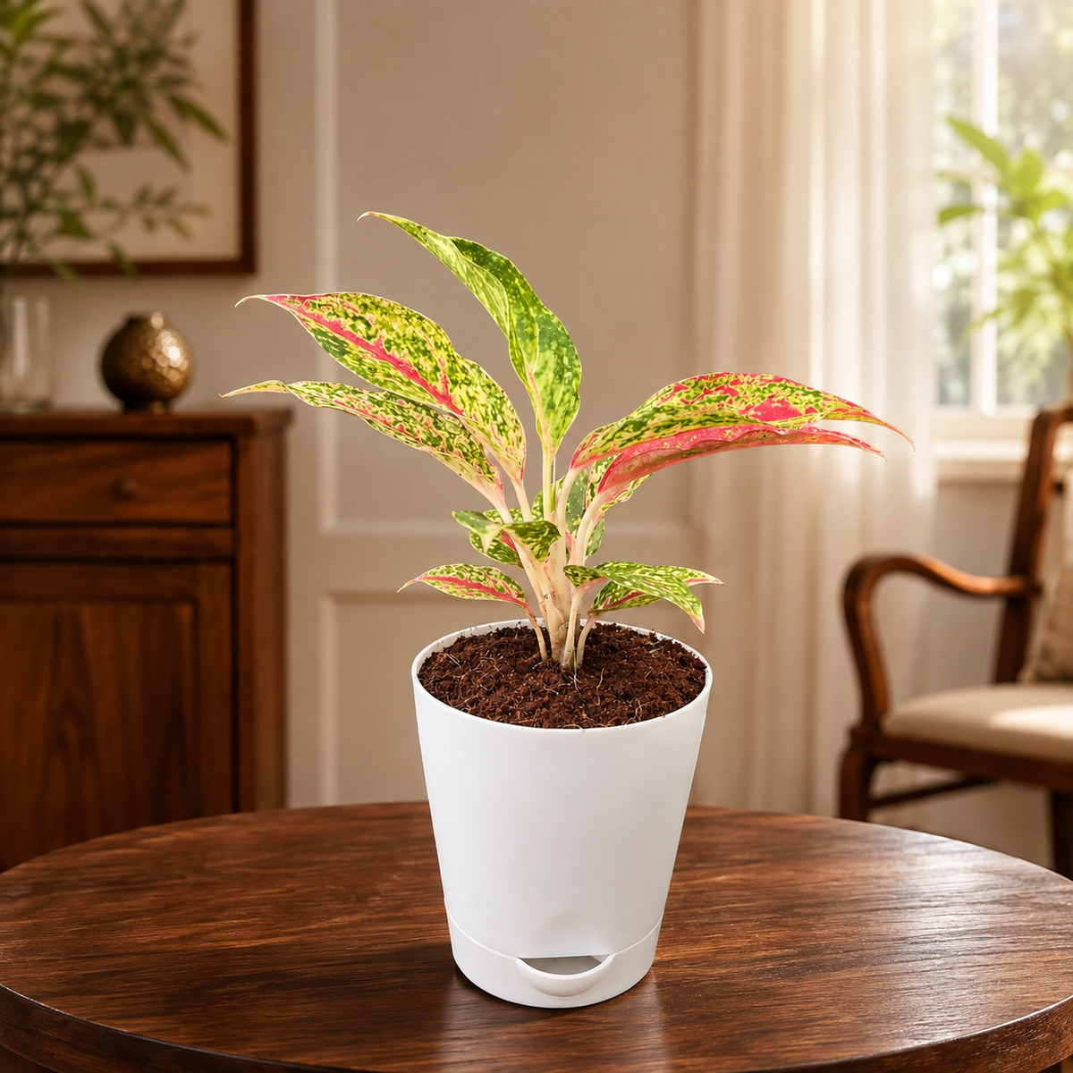 Aglaonema Butterfly Manis in Plastic Pot