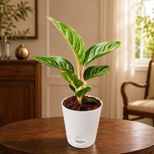 Aglaonema Moonstone Miles in Plastic Pot